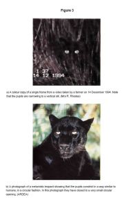 A page from the ADAS report on the Beast of Bodmin (Crown Copyright)