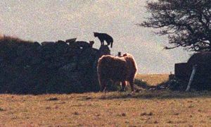 Press photo showing 'the beast'....the creature was later found to be 12 inches tall
